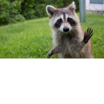 Dead Racooons