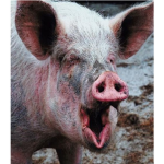 STUPID PIG
