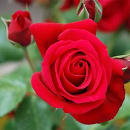 🌹 Rose Speedrun 🌹