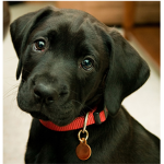 PuppyPaws4ever