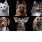 Domestic Animal republic