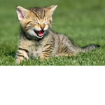 Meow Clothing pog
