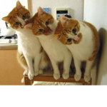 kitty_cool fan club
