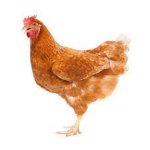 Chiken Rules
