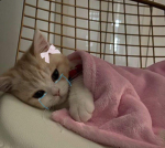 Meow wow