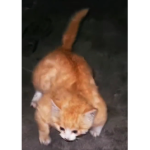 BebeSimulator643