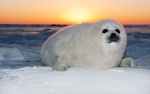 Seals are sooooo cool