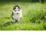 Luke_ziggy