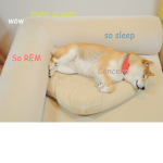 chickenz and doge lovers