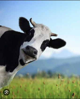 Cowmoo’s ugc Roblox group icon