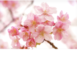 Faith’s flower army