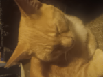 { The Cat Cult }