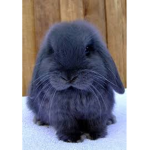 The Blue Bunnies :)