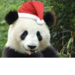 Christmas Panda Clothing