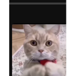 White cat. Group