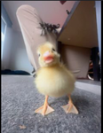 Ducky’s Corner <3