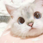 CatXCafe
