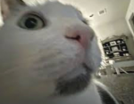 Squishmellow_gang