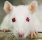 ALBINO RATSSSSSSS