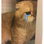 1IM