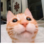 Stuff & Cats
