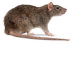 The...Rat Squadd