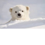 Save the polar bears.
