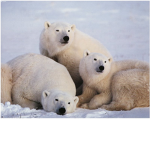 SAVE THE POLAR BEARS GUYS!!!