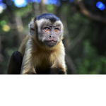 team monkeys group