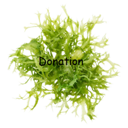 Moss Donation
