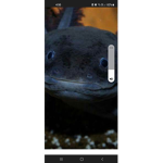 Black Axolotl (Axolotl official)