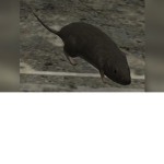 rats are rats and rats are rats and they are rats.
