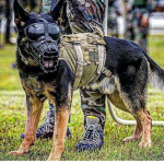 Hound Division
