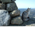 :~: MountinClan :~: