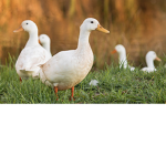 We are the amazing ducks