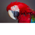 ¡Parrot Group!