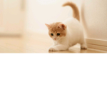Cats cute squad