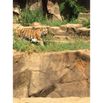 Tiger United