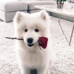dog fan group2
