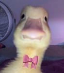 DuckWithABow’s group!