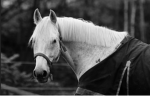 Saddle Club Academy