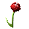 Horned Redrose produce