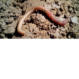 Earthworm Sally