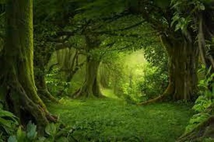 HORROR FOREST