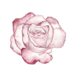 Red Rose Dance Company!
