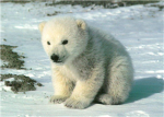 SAVE THE POLAR BEARS PLEASE