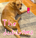 The Lululemonadess