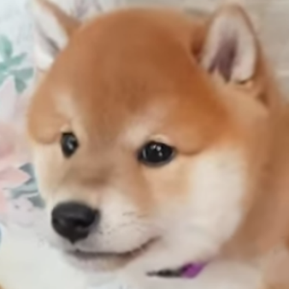 dog Roblox decal