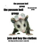 possum boii's