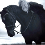 The grand horse riding academy